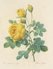 Udvalg af de smukkeste blomster pl 096 - Pierre-Joseph Redouté — visning af kunstværket
