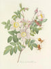 Udvalg af de smukkeste blomster pl 098 - Pierre-Joseph Redouté — visning af kunstværket