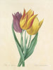 Udvalg af de smukkeste blomster pl 108 - Pierre-Joseph Redouté — visning af kunstværket