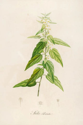 Pierre Joseph Redout - Description des plantes rares cultivees a Malmaison et a Navarre Pl02.webp