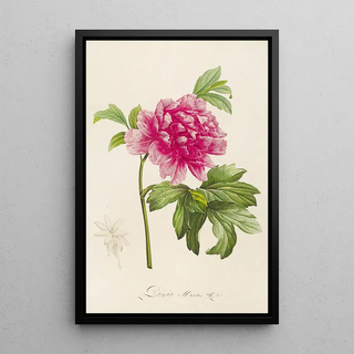 Pierre Joseph Redout - Description des plantes rares cultivees a Malmaison et a Navarre Pl23.webp