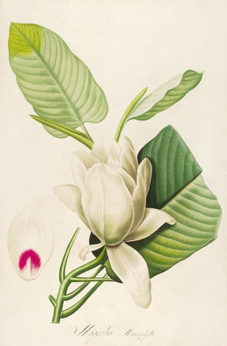 Pierre Joseph Redout - Description des plantes rares cultivees a Malmaison et a Navarre Pl33.webp