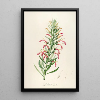 Pierre Joseph Redout - Description des plantes rares cultivees a Malmaison et a Navarre Pl46.webp