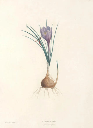 Pierre Joseph Redout - La botanique de J J Rousseau Pl 04.webp