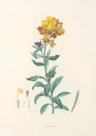 Pierre Joseph Redout - La botanique de J J Rousseau Pl 08.webp