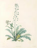 La botanique af J. J. Rousseau Pl 13 - Pierre-Joseph Redouté — visning af kunstværket