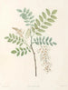 La botanique de J. J. Rousseau Pl 18 - Pierre-Joseph Redouté — visning af kunstværket