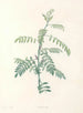 La botanique de J. J. Rousseau Pl 19 - Pierre-Joseph Redouté — visning af kunstværket