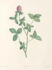 La botanique af J. J. Rousseau Pl 20 - Pierre-Joseph Redouté — visning af kunstværket