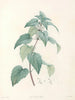 La botanique af J. J. Rousseau Pl 21 - Pierre-Joseph Redouté — visning af kunstværket