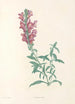 La botanique af J J Rousseau Pl 24 - Pierre Joseph Redouté — visning af kunstværket