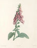 La botanique af J. J. Rousseau Pl 27 - Pierre-Joseph Redouté — visning af kunstværket