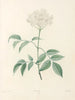 La botanique de J. J. Rousseau Pl 33 - Pierre-Joseph Redouté — visning af kunstværket