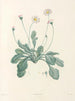 La botanique af J. J. Rousseau Pl 34 - Pierre-Joseph Redouté — visning af kunstværket