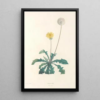 Pierre Joseph Redout - La botanique de J J Rousseau Pl 35.webp