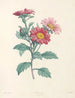 La botanique af J. J. Rousseau Pl 38 - Pierre-Joseph Redouté — visning af kunstværket