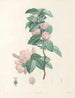 La botanique af J. J. Rousseau Pl 40 - Pierre-Joseph Redouté — visning af kunstværket