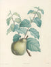 La botanique de J. J. Rousseau Pl 41 - Pierre-Joseph Redouté — visning af kunstværket