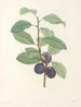 La botanique af J. J. Rousseau Pl 44 - Pierre-Joseph Redouté — visning af kunstværket