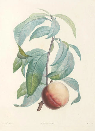 Pierre Joseph Redout - La botanique de J J Rousseau Pl 46.webp