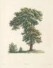 La botanique af J. J. Rousseau Pl 48 - Pierre-Joseph Redouté — visning af kunstværket