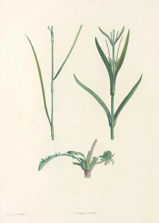 Pierre Joseph Redout - La botanique de J J Rousseau Pl 49.webp