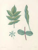 La botanique af J. J. Rousseau Pl 51 - Pierre-Joseph Redouté — visning af kunstværket
