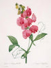 Lathyrus latifolius Pois éternel - Pierre Joseph Redouté — visning af kunstværket