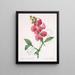 Lathyrus latifolius Pois éternel - Pierre Joseph Redouté — indrammet kunstværk på væggen