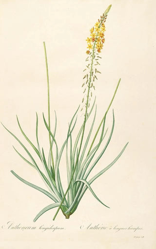 Pierre Joseph Redout - Les liliacees Pl03.webp