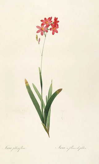 Pierre Joseph Redout - Les liliacees Pl12.webp