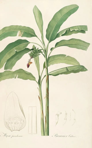 Pierre Joseph Redout - Les liliacees Pl22.webp