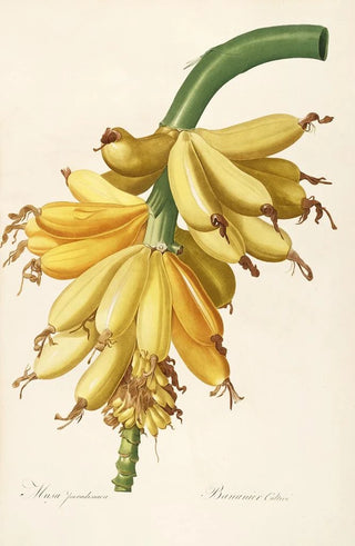 Pierre Joseph Redout - Les liliacees Pl23.webp