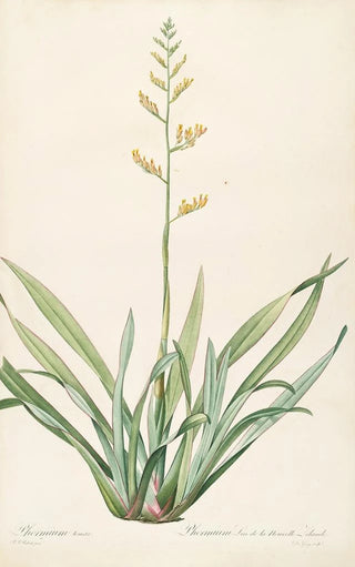 Pierre Joseph Redout - Les liliacees Pl27.webp