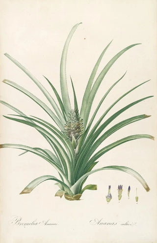 Pierre Joseph Redout - Les liliacees Pl34.webp