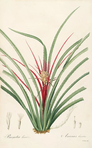 Pierre Joseph Redout - Les liliacees Pl36.webp