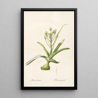 Pierre Joseph Redout - Les liliacees Pl53.webp