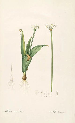 Pierre Joseph Redout - Les liliacees Pl61.webp
