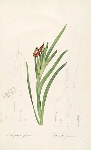 Pierre Joseph Redout - Les liliacees Pl63.webp