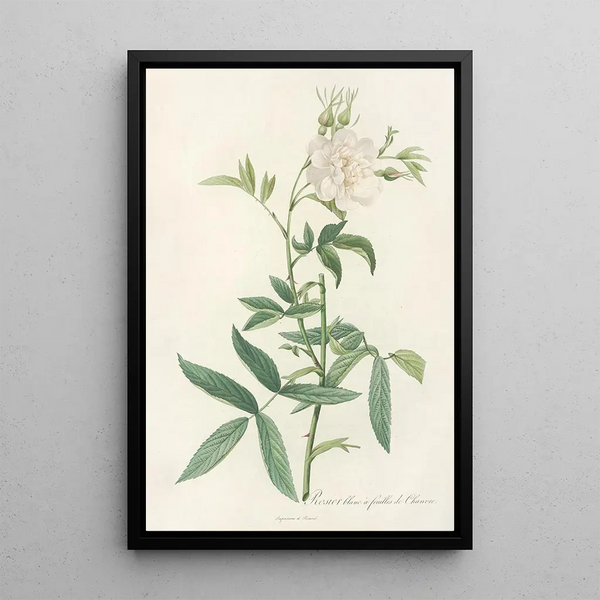 Rosa Alba Cimbaefolia - Pierre Joseph Redouté — indrammet kunstværk på væggen