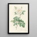 Rosa Alba Flore Pleno - Pierre Joseph Redouté — indrammet kunstværk på væggen