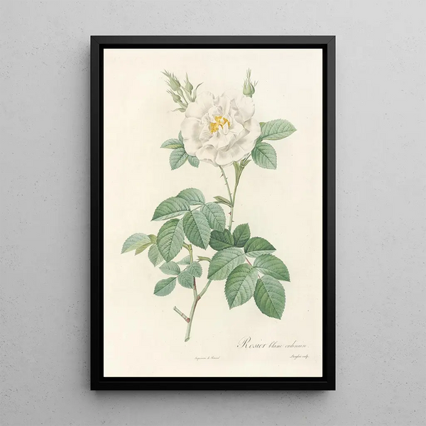 Rosa Alba Flore Pleno - Pierre Joseph Redouté — indrammet kunstværk på væggen