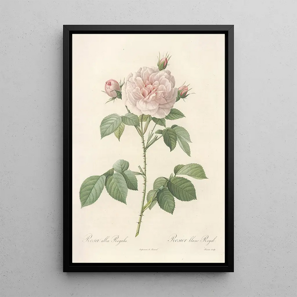 Rosa Alba Regalis - Pierre Joseph Redouté — indrammet kunstværk på væggen
