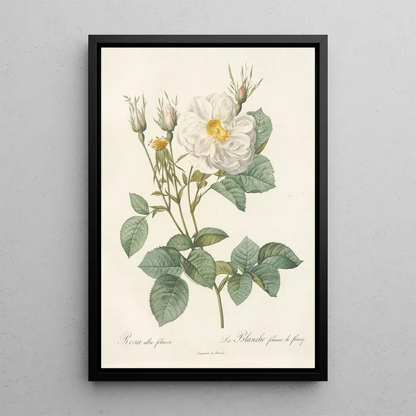 Rosa Alba foliacea - Pierre Joseph Redouté — indrammet kunstværk på væggen