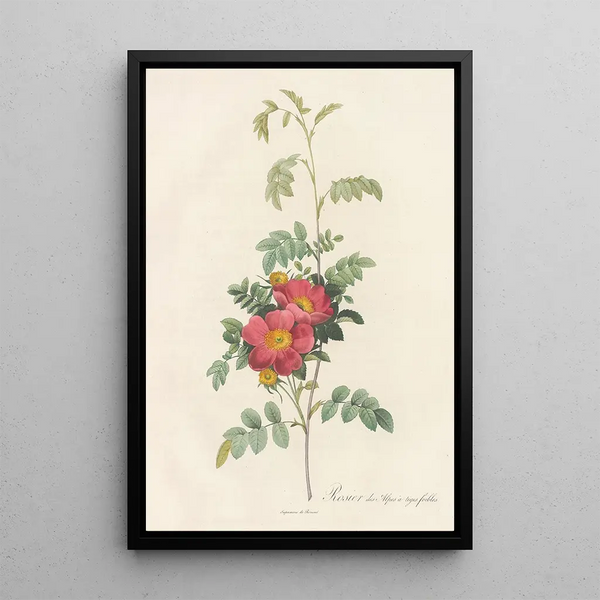 Rosa Alpina Debilis - Pierre Joseph Redouté — indrammet kunstværk på væggen