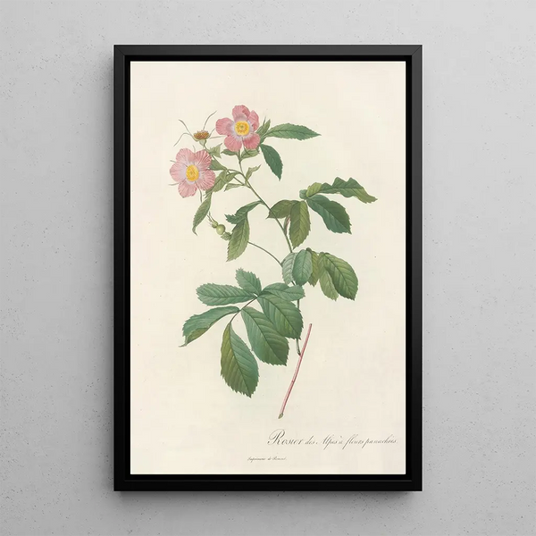 Rosa Alpina Flore Variegato - Pierre Joseph Redouté — indrammet kunstværk på væggen