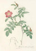 Rosa Alpina Pendulina - Pierre Joseph Redouté — visning af kunstværket