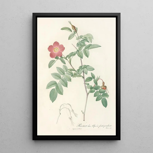 Rosa Alpina Pendulina - Pierre Joseph Redouté — indrammet kunstværk på væggen