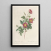 Rosa Alpina Vulgaris - Pierre Joseph Redouté — indrammet kunstværk på væggen