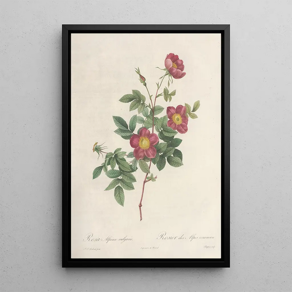 Rosa Alpina Vulgaris - Pierre Joseph Redouté — indrammet kunstværk på væggen